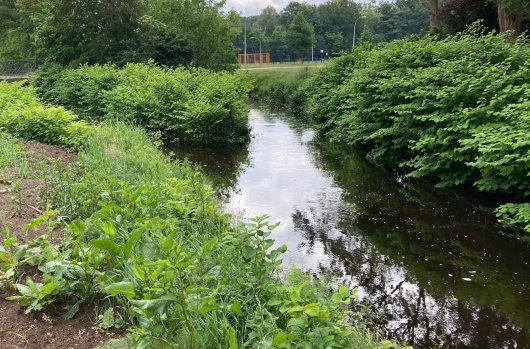 Praktijkvoorbeeld 2: Aziatische duizendknoop in openbaar groen langs open water